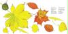 baum buch 6_2